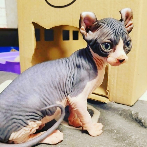 Meet your Posher, Tn I love Sphynx also have one male for sale - Picture 4 of 4